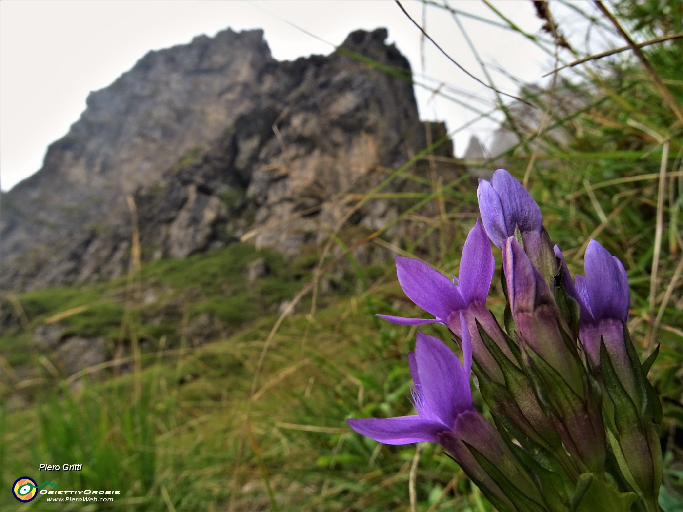 33 Gentianella rhaetica (Genzianella retica).JPG